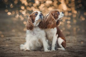 ©Krizelda Carelse Photographydog1