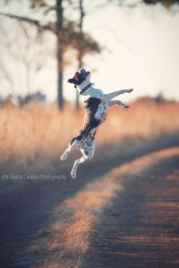 ©Krizelda Carelse Photographydog14