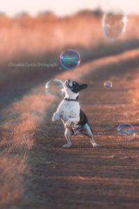 ©Krizelda Carelse Photographydog15