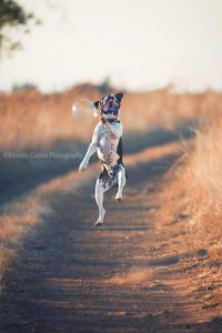 ©Krizelda Carelse Photographydog16