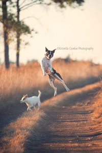 ©Krizelda Carelse Photographydog17