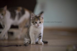 ©Krizelda Carelse Photographydog18
