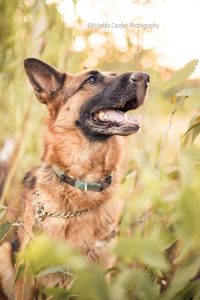 ©Krizelda Carelse Photographydog2