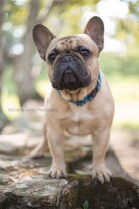 ©Krizelda Carelse Photographydog22