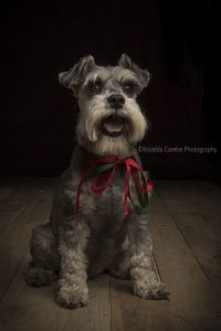 ©Krizelda Carelse Photographydog24