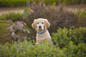 ©Krizelda Carelse Photographydog26