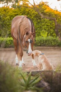 ©Krizelda Carelse Photographydog27