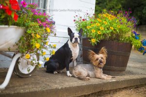 ©Krizelda Carelse Photographydog28