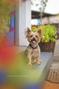 ©Krizelda Carelse Photographydog29