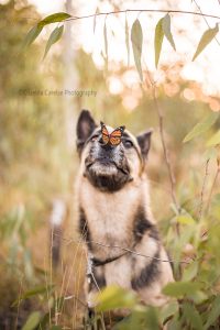 ©Krizelda Carelse Photographydog3