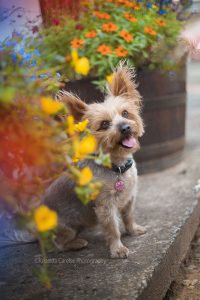 ©Krizelda Carelse Photographydog31