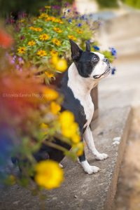 ©Krizelda Carelse Photographydog32