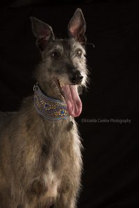 ©Krizelda Carelse Photographydog33