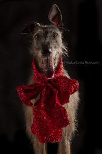 ©Krizelda Carelse Photographydog34