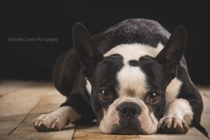 ©Krizelda Carelse Photographydog35