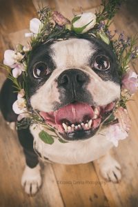 ©Krizelda Carelse Photographydog36