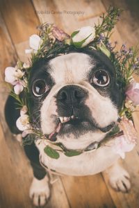 ©Krizelda Carelse Photographydog37
