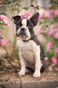©Krizelda Carelse Photographydog38