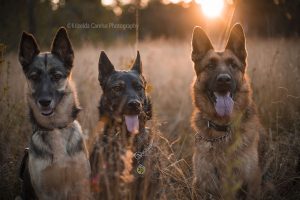 ©Krizelda Carelse Photographydog4