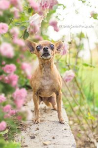 ©Krizelda Carelse Photographydog40