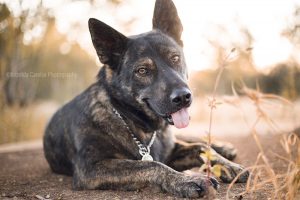 ©Krizelda Carelse Photographydog5