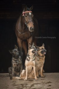 ©Krizelda Carelse Photographydog6
