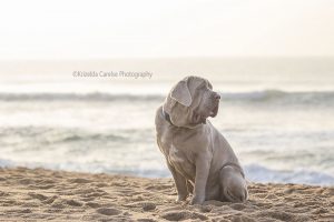 ©Krizelda Carelse Photographydog7